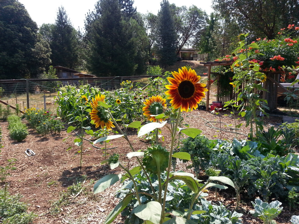 Garden Pictures: Sunflowers and kale